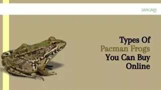 Types Of Pacman Frogs You Can Buy Online