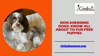 Know All About The Non-shedding Dogs