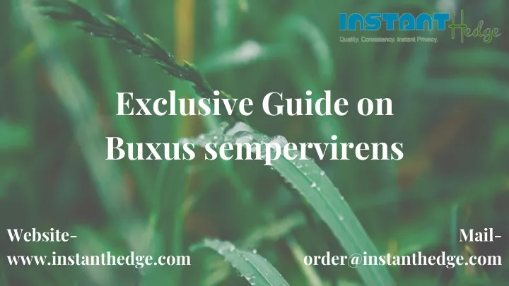 exclusive guide on buxus sempervirens