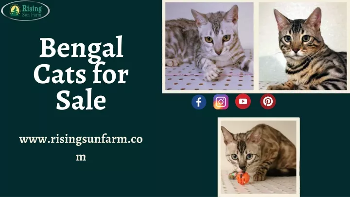 bengal cats for sale