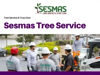 Tree Service Atlanta