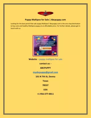 puppy maltipoo for sale abcpuppy com