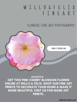 Buy Fine Art Prints - Pink Flower Cherry Blossom Pictures