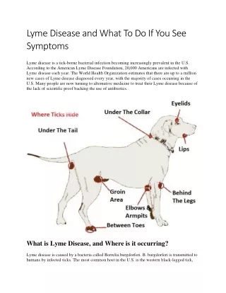 Lyme Disease and What To Do If You See Symptoms