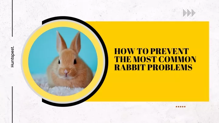 how to prevent the most common rabbit problems