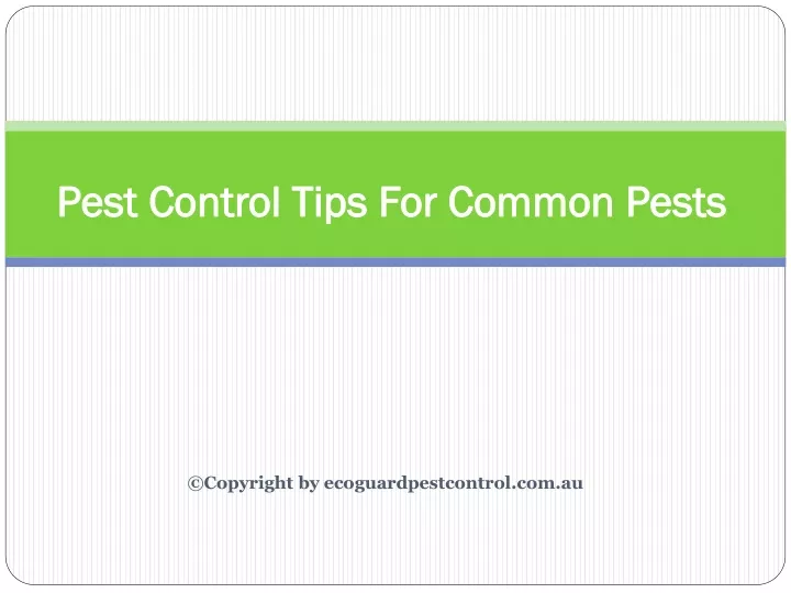 pest control tips for common pests