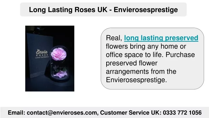 long lasting roses uk envierosesprestige