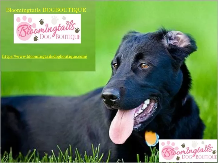 bloomingtails dogboutique