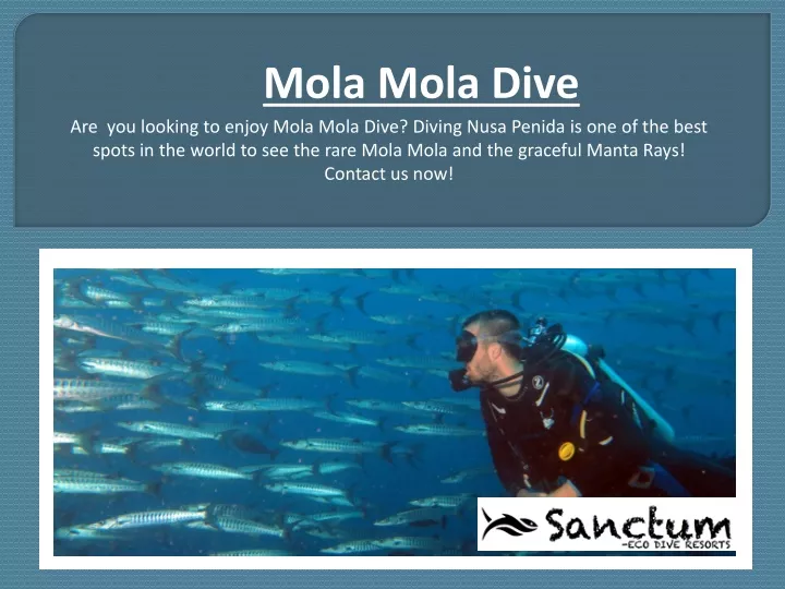 mola mola dive