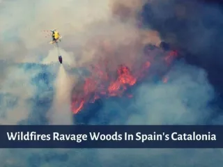 Wildfires ravage woods in Spain's Catalonia