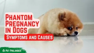 Phantom Pregnancy in Dogs Symptoms and Causes