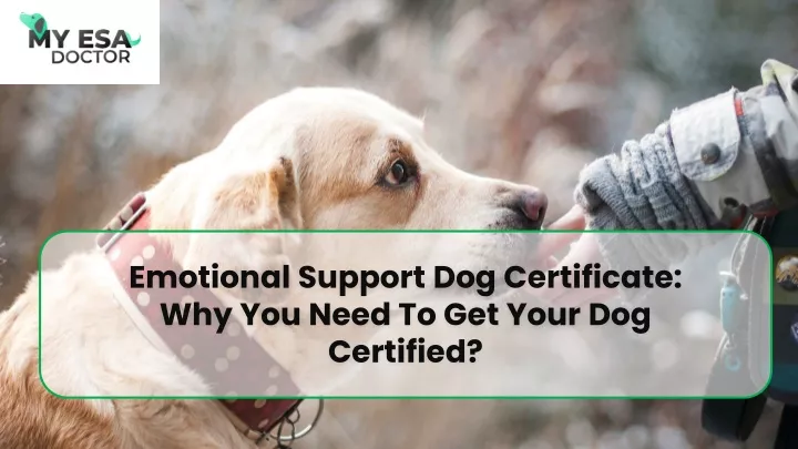 emotional support dog certificate why you need to get your dog certified