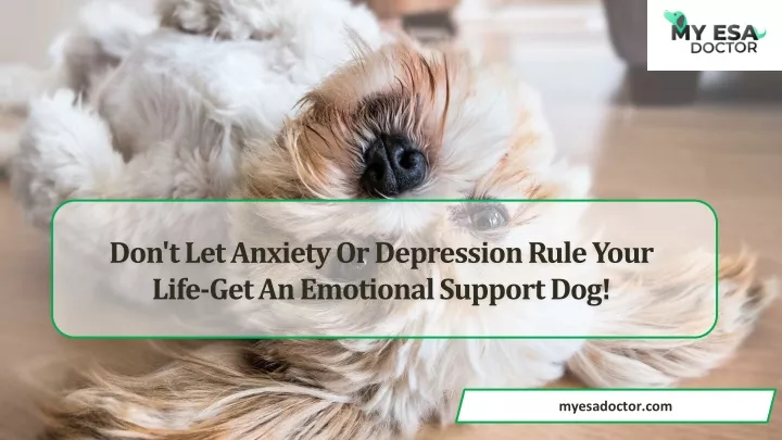 don t let anxiety or depression rule your life get an emotional support dog