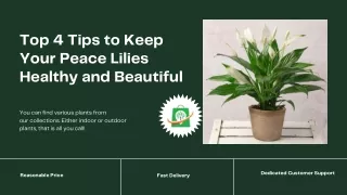 Top 4 Tips to Keep Your Peace Lilies Healthy and Beautiful