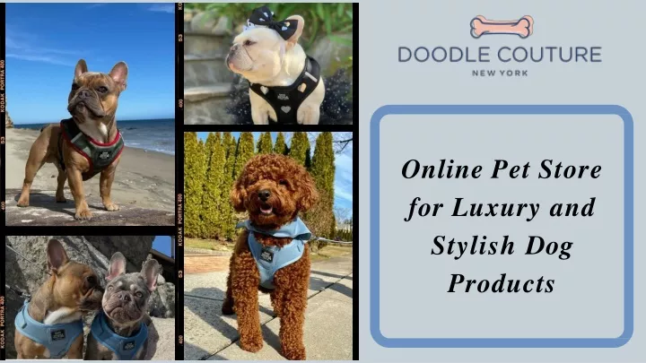 online pet store for luxury and stylish