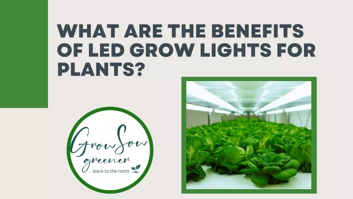 PPT - How Does LED Grow Lights Help Plants? PowerPoint Presentation ...