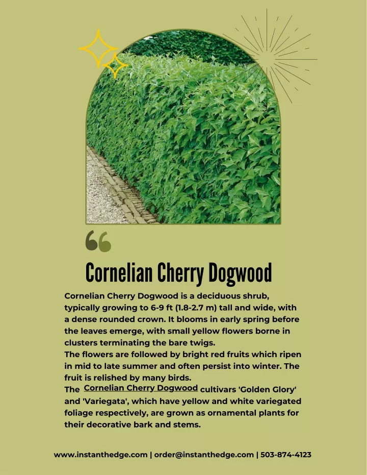 cornelian cherry dogwood