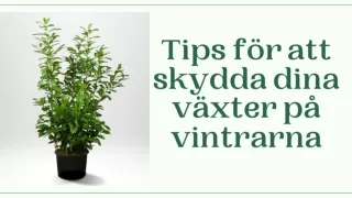 tips f r att skydda dina v xter p vintrarna