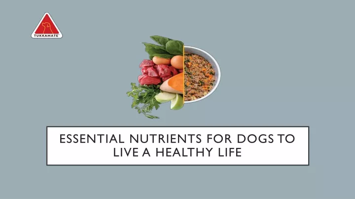essential nutrients for dogs to live a healthy life