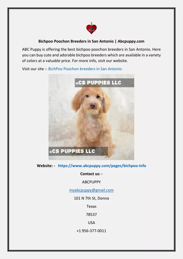 bichpoo poochon breeders in san antonio abcpuppy