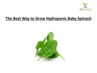 How to Grow Hydroponic spinach at Home: A Comprehensive Guide