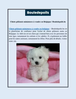 Chiots pékinois miniatures à vendre en Belgique | Bouledepoils.be