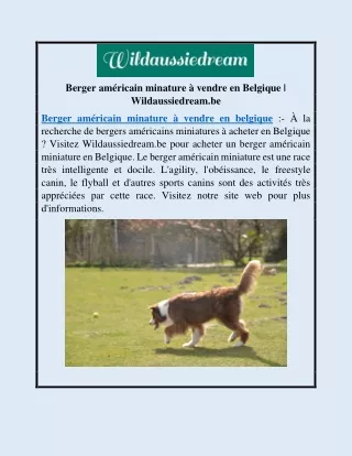 Berger américain minature à vendre en Belgique | Wildaussiedream.be