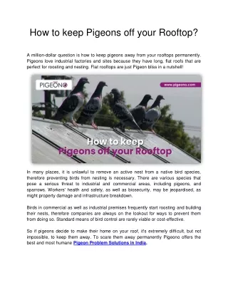 How to keep Pigeons off your Rooftop?