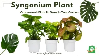 Syngonium: A Hard to Kill and Air-Purifying Plant