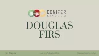 douglas firs