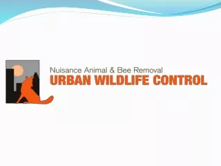 The greatest advantage of urban wildlife Control
