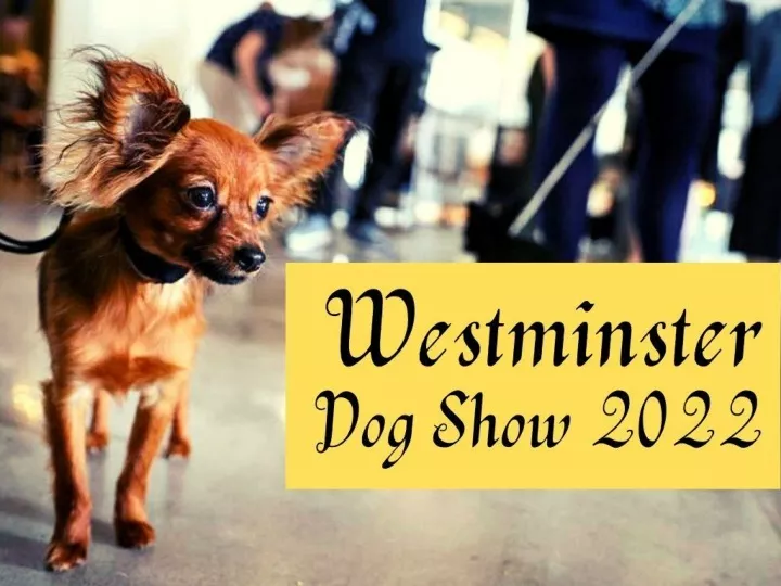 scenes from the westminster dog show