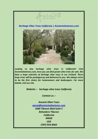 Heritage Olive Trees California  Ancientolivetrees.com