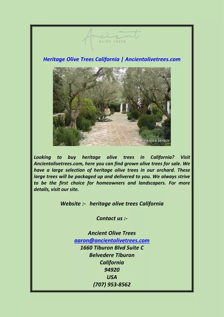 heritage olive trees california ancientolivetrees