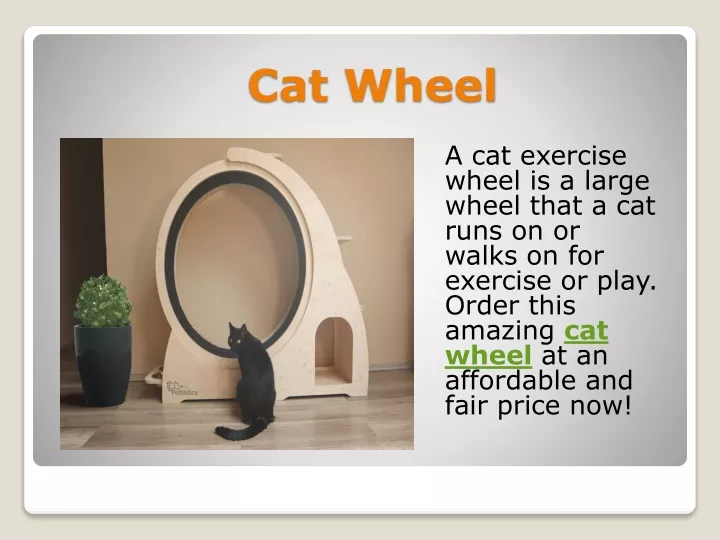 cat wheel