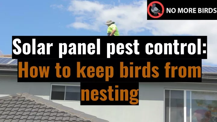 solar panel pest control how to keep birds from