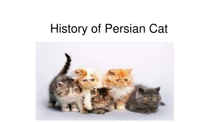 history of persian cat