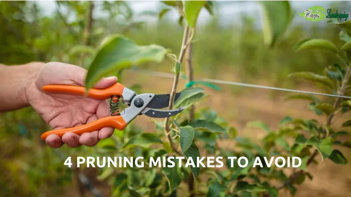 4 pruning mistakes to avoid