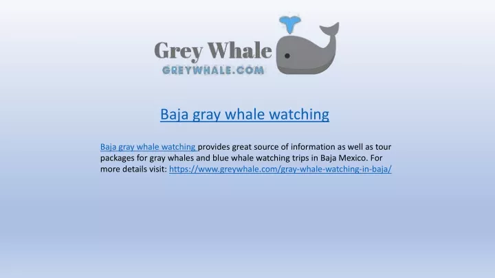 baja gray whale watching