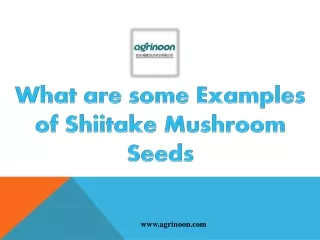 what are some examples of shiitake mushroom seeds