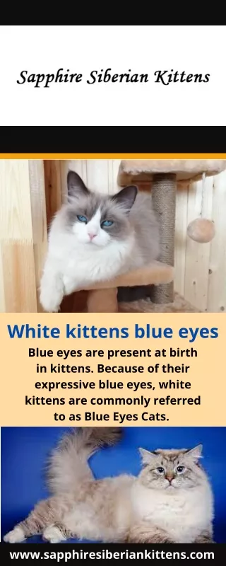 White kittens blue eyes