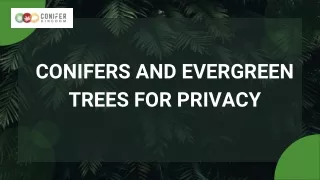 conifers and evergreen trees for privacy