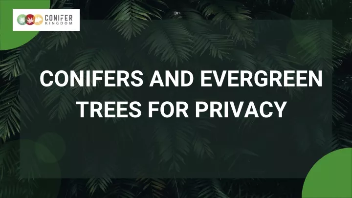 conifers and evergreen trees for privacy