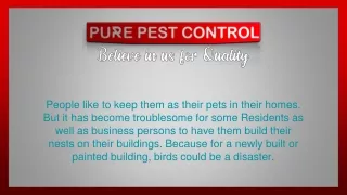 people like to keep them as their pets in their