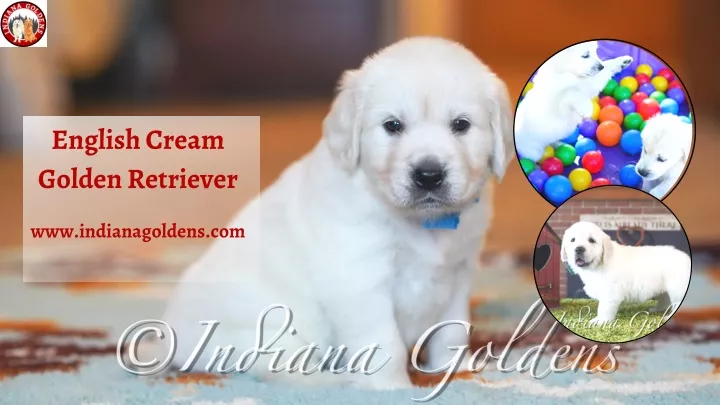 english cream golden retriever