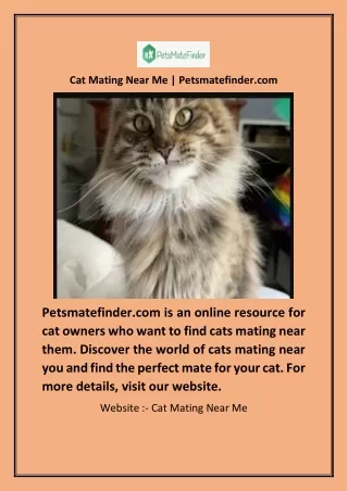 Cat Mating Near Me | Petsmatefinder.com