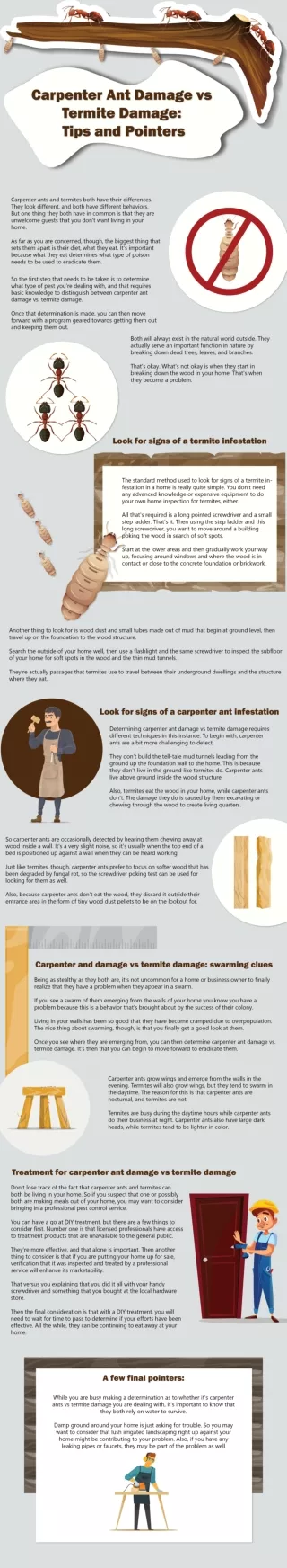 Carpenter Ant Damage vs Termite Damage- Tips and Pointers