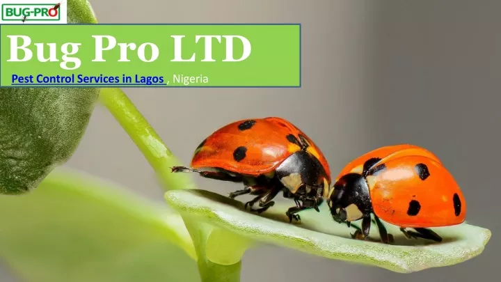 bug pro ltd pest control services in lagos nigeria