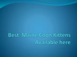 Best  Maine Coon Kittens Available here