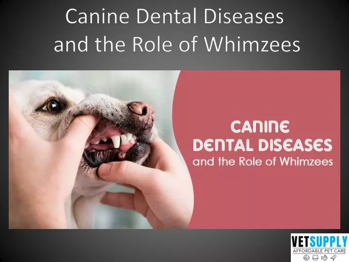 canine dental diseases and the role of whimzees